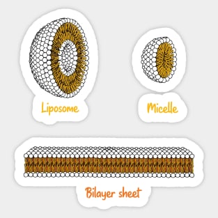 Phospholipids arrangement. Liposome Micelle soap phospholipid bilayer sheet Sticker